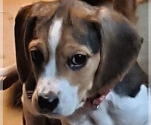 Beagle Puppy for sale in ELVERTA, CA, USA