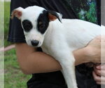 Small #1 Labrador Retriever Mix