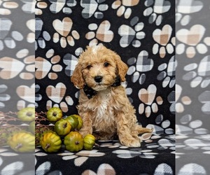 Goldendoodle (Miniature) Puppy for sale in GLEN ROCK, PA, USA