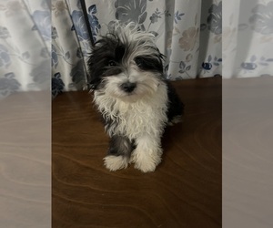 Havanese Puppy for sale in DURHAM, CT, USA