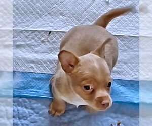 Chihuahua Dogs for adoption in Rutherfordton, NC, USA