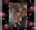 Small Photo #27 Pembroke Welsh Corgi Puppy For Sale in LOVELAND, CO, USA