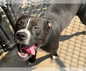 Mutt Dogs for adoption in Tulsa, OK, USA