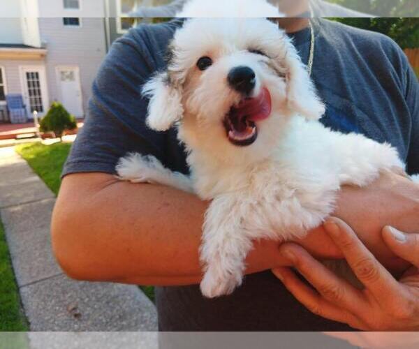 Medium Photo #29 Maltipoo Puppy For Sale in BRISTOL, PA, USA
