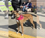 Small #7 Boxer Mix