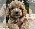 Puppy 2 Cockapoo