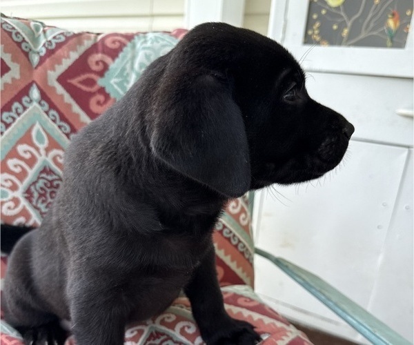 Medium Photo #25 Labrador Retriever Puppy For Sale in SPOTSYLVANIA, VA, USA