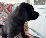 Small Photo #25 Labrador Retriever Puppy For Sale in SPOTSYLVANIA, VA, USA
