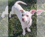 Small #4 Dachshund Mix