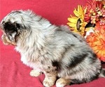 Small Photo #8 Miniature Australian Shepherd Puppy For Sale in MOUNT SHASTA, CA, USA