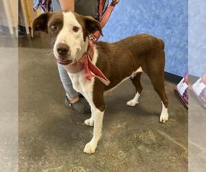 Labrador Retriever-Unknown Mix Dogs for adoption in Rockwall, TX, USA