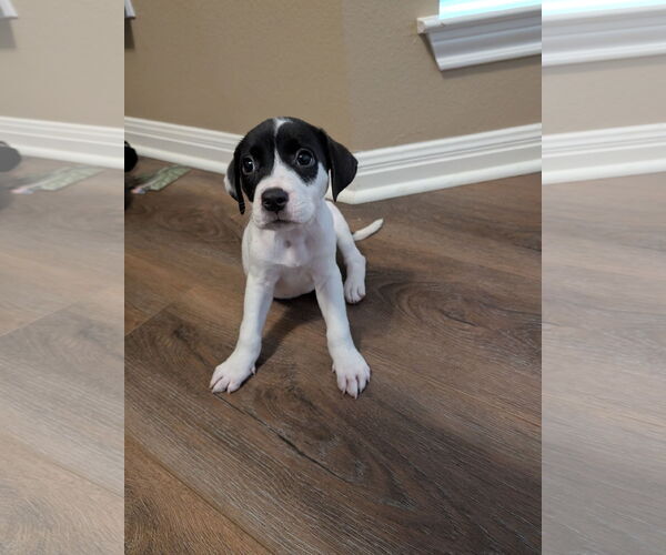 Medium Photo #2 Boxador Puppy For Sale in The Woodlands, TX, USA