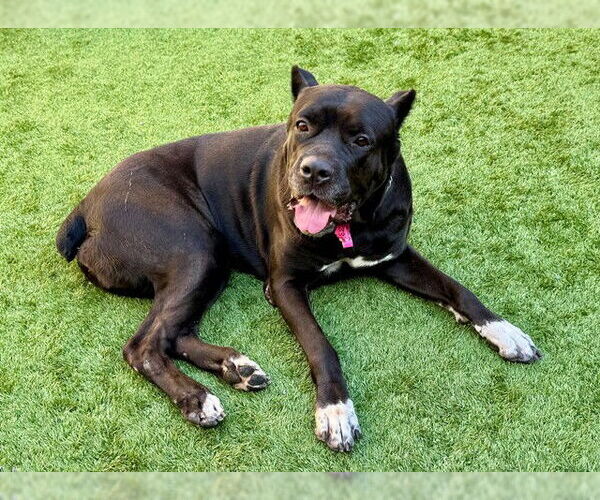 Medium Photo #2 Mutt Puppy For Sale in Moreno Valley, CA, USA