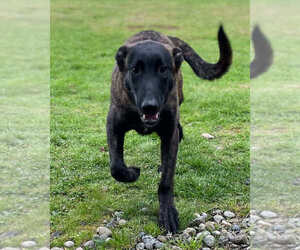 Holland Shepherd Dogs for adoption in Imlay City, MI, USA