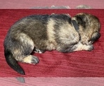 Small Photo #1 German Shepherd Dog Puppy For Sale in DELAVAN, IL, USA