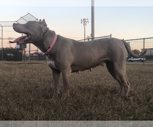 Mother of the American Bully puppies born on 01/09/2023