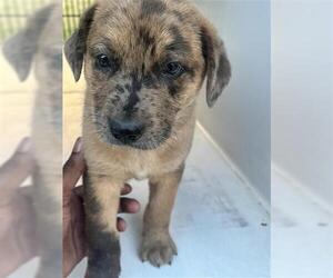 Labrador Retriever-Unknown Mix Dogs for adoption in Houston, TX, USA