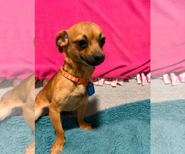 Medium Photo #2 Chihuahua Puppy For Sale in Mukwonago, WI, USA