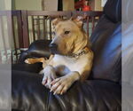 Small #5 Boxer Mix