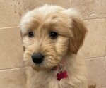 Puppy 7 Golden Labrador-Goldendoodle Mix