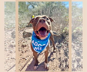 Marky Mark - Male American Pit Bull Terrier-Unknown Mix Dog for Adoption - Photo #6