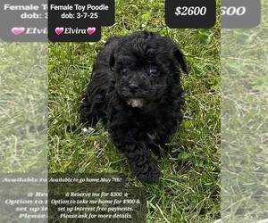 Poodle (Toy) Puppy for sale in TUCSON, AZ, USA