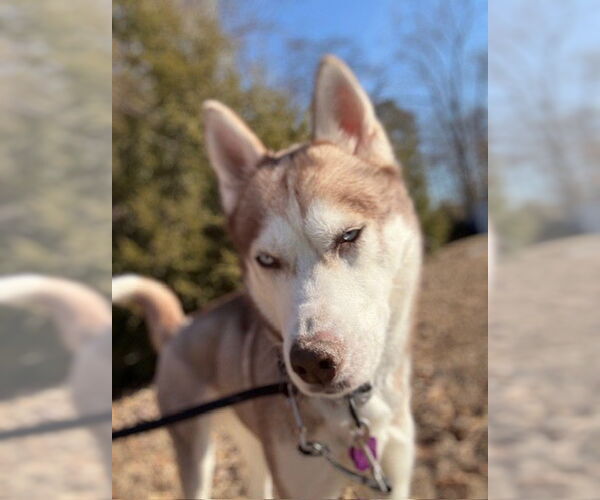 Medium Photo #3 Siberian Husky Puppy For Sale in Severn, MD, USA