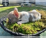 Small Photo #15 French Bulldog Puppy For Sale in NORTH LITTLE ROCK, AR, USA