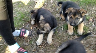 German Shepherd Dog Puppy for sale in MONTGOMERY, IN, USA