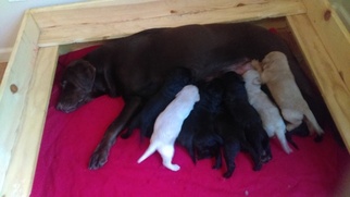 Mother of the Labradoodle puppies born on 02/21/2017