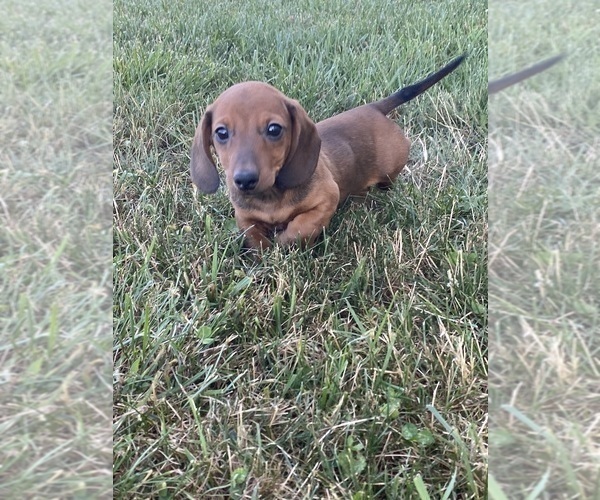 Medium Photo #5 Dachshund Puppy For Sale in CANOGA, NY, USA
