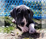 Small Photo #1 Great Dane Puppy For Sale in OGDEN, UT, USA