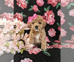 Maltipoo Puppy for sale in LINCOLN UNIVERSITY, PA, USA