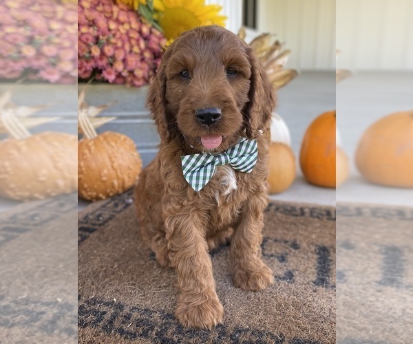 Medium Photo #9 Irish Doodle Puppy For Sale in WOOSTER, OH, USA