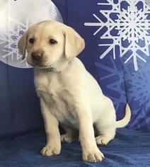Labrador Retriever Puppy for sale in NEW ALBANY, PA, USA