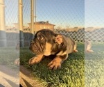 Small #33 English Bulldog