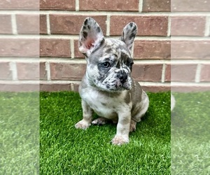 French Bulldog Litter for sale in HATTIESBURG, MS, USA