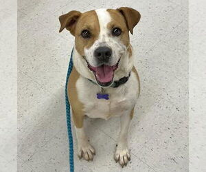 Rosalie - Female Boxer-Unknown Mix Dog for Adoption - Photo #5