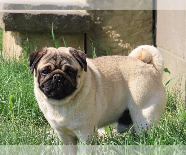 Medium Photo #1 Pug Puppy For Sale in ORRVILLE, OH, USA