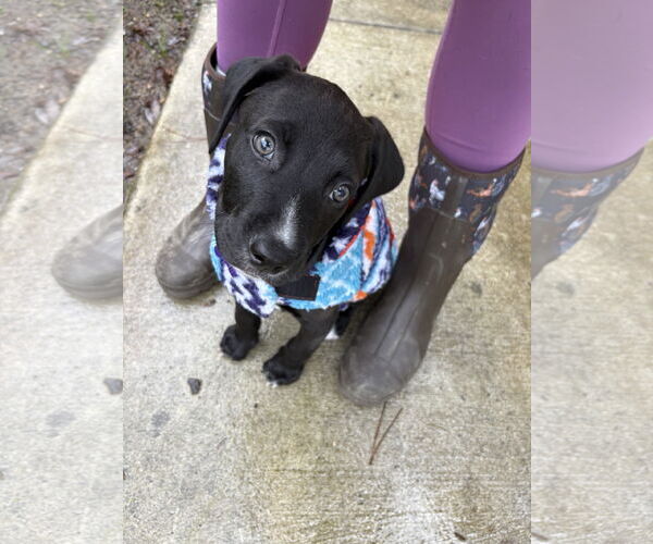 Medium Photo #2 American Pit Bull Terrier-Unknown Mix Puppy For Sale in Berkeley, CA, USA