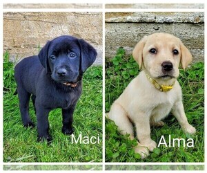 Labrador Retriever Litter for sale in CATO, NY, USA