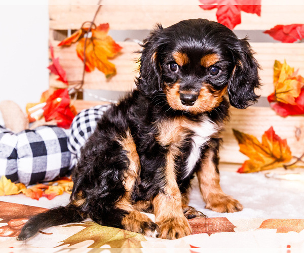 Medium Photo #12 Cavalier King Charles Spaniel Puppy For Sale in WAKARUSA, IN, USA