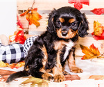 Small #3 Cavalier King Charles Spaniel