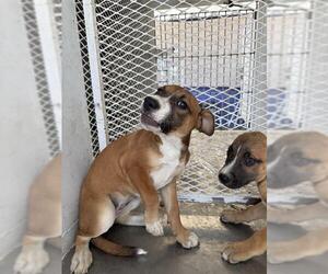 Boxer Dogs for adoption in Bakersfield, CA, USA