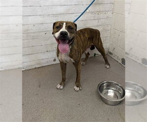 Mutt Dogs for adoption in San Bernardino, CA, USA