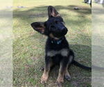 Small #3 German Shepherd Dog