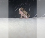 Small Photo #30 Boston Terrier Puppy For Sale in TULARE, CA, USA