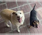 Small #2 Labrador Retriever Mix