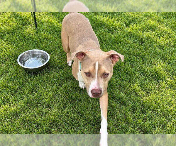 Medium Photo #2 Catahoula Leopard Dog-Unknown Mix Puppy For Sale in Ocala, FL, USA