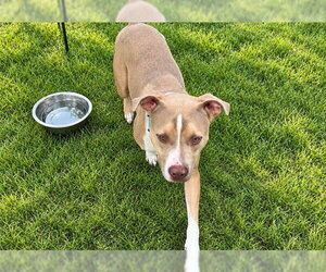 CEASAR - Male Catahoula Leopard Dog-Unknown Mix Dog for Adoption - Photo #2